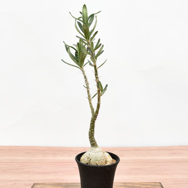 パキポディウム サキュレンタム【実生】RFHK-057 | RAFLUM / ラフラム