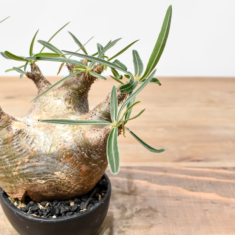 WACK” ON YOUR SIDE】パキポディウム グラキリス WACK-B099 |