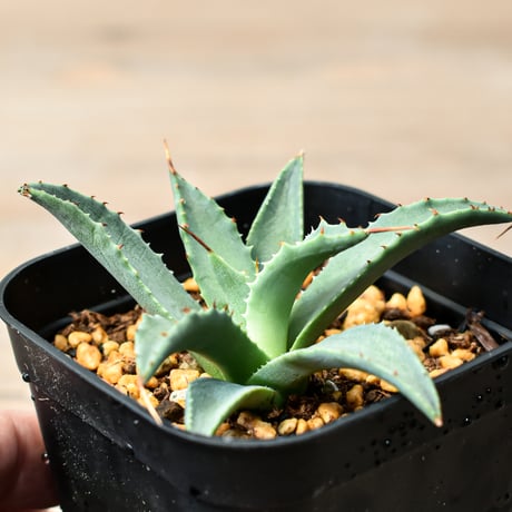 アガベ ハイブリット "吉巴羅" (特白肌怒雷神×血妖) 【台湾huplants2010産/子株販売】RF25011821