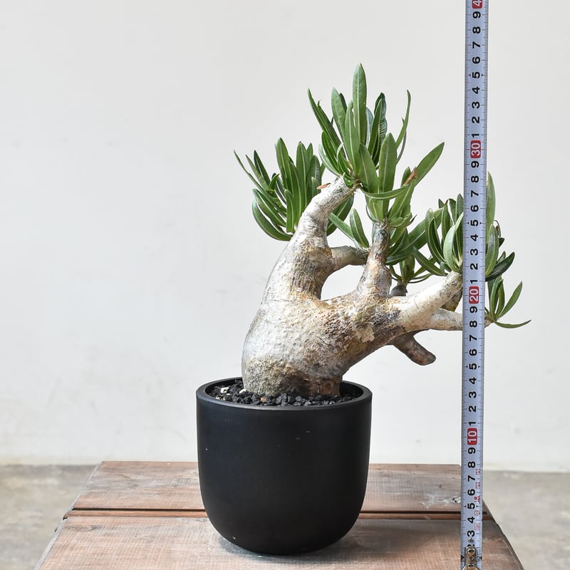 パキポディウム イノピナツム 【 現地球/発根済】HK2402390(T