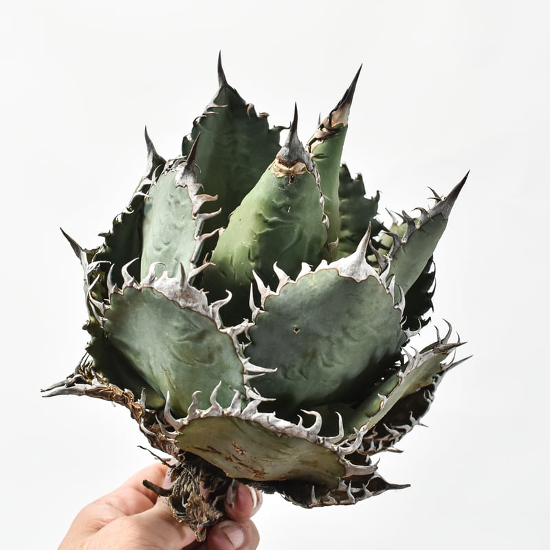 アガベ　オテロイ　特大株　送料込み 国内実生最高峰】アガベ オテロイ 