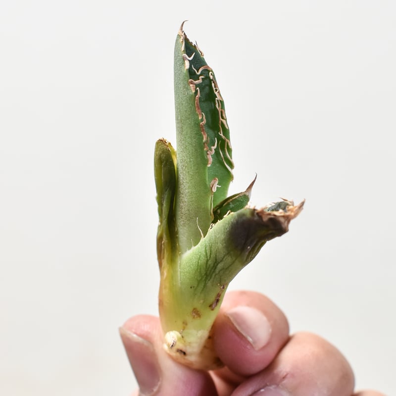 アガベ チタノタ 