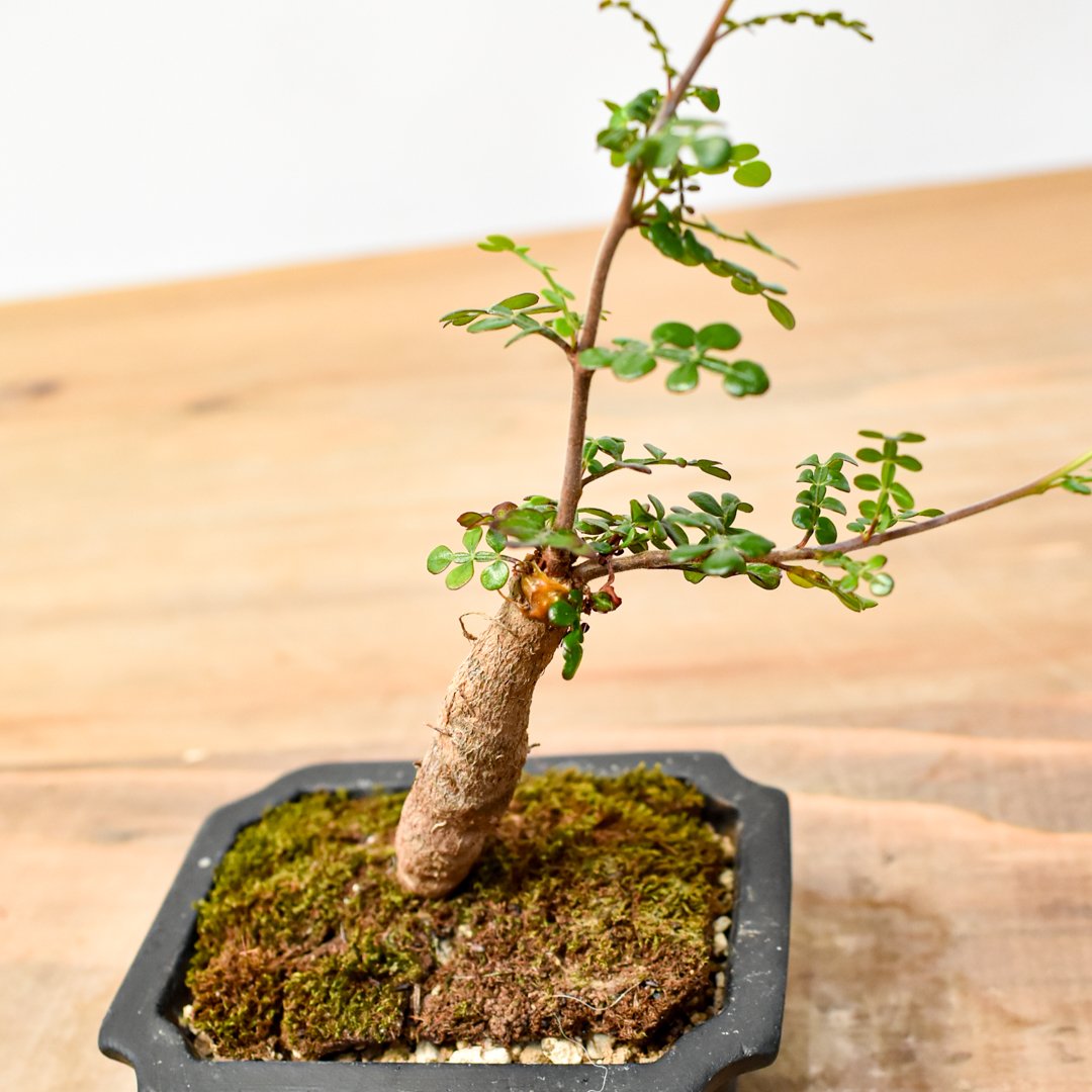 希少　斑入り　オペルクリカリア　デカリー オペルクリカリア・デカリーの基本情報・育て方｜多肉植物