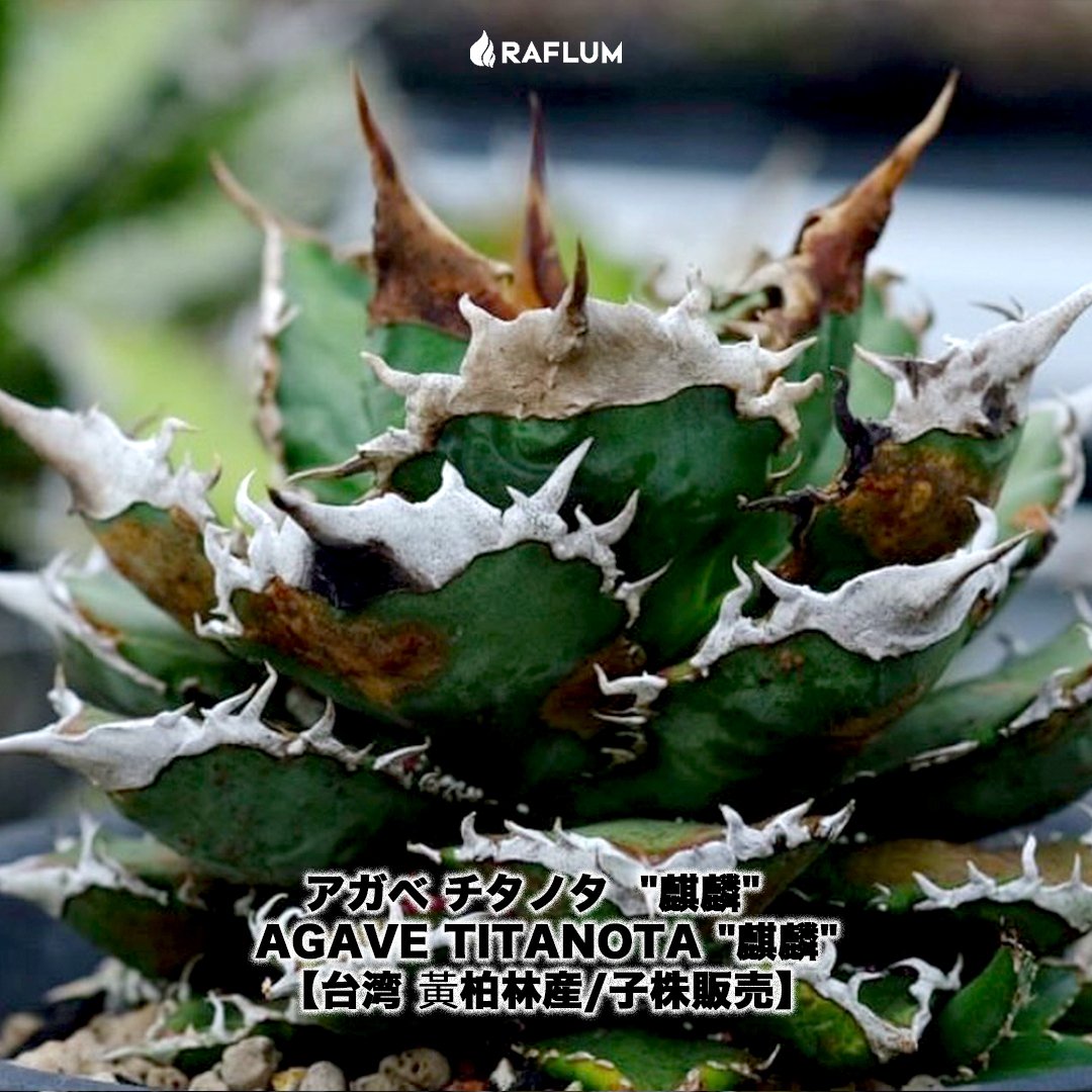 アガベ チタノタ「麒麟 」Lies血統子株 NPLANTSさん由来【正規タグ付】 アガベ チタノタ 