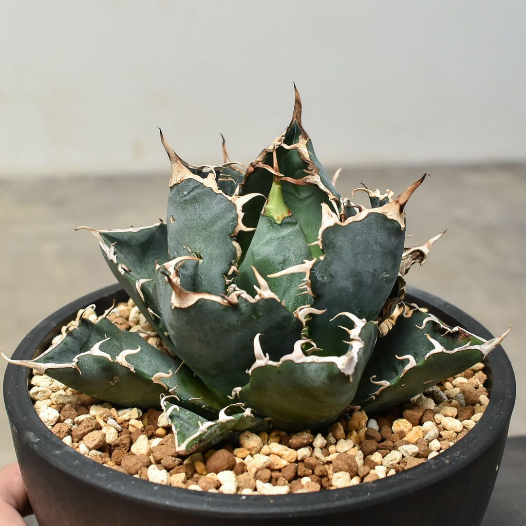 アガベ チタノタ 