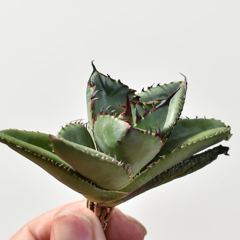 アガベ　チタノタ　スペシャル　/ 胖鯨　子株付き アガベ チタノタ スペシャル / 胖鯨 子株付き