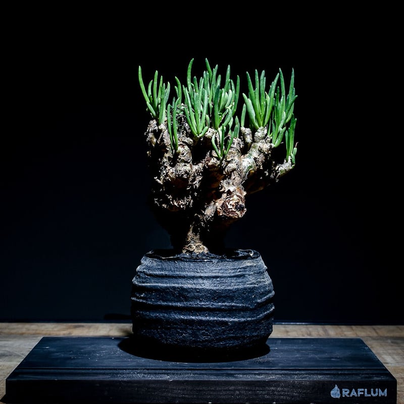 チレコドン レティキュラーツス 