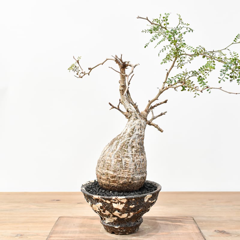 RAFLUMコレクション】オペルクリカリア パキプス 【発根済み