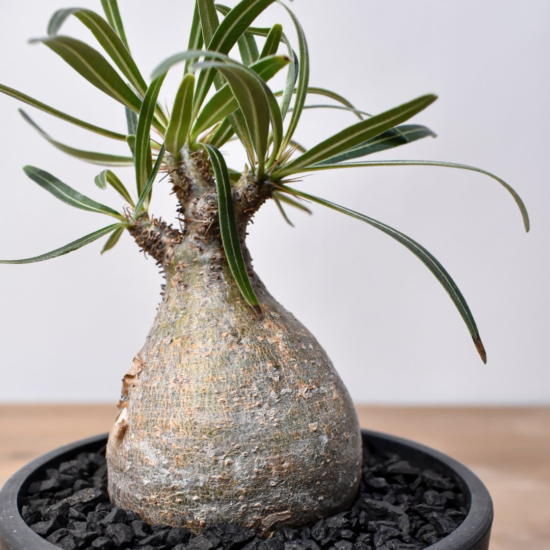 パキポディウム グラキリス RFHK25011536 | RAFLUM / ラフラム