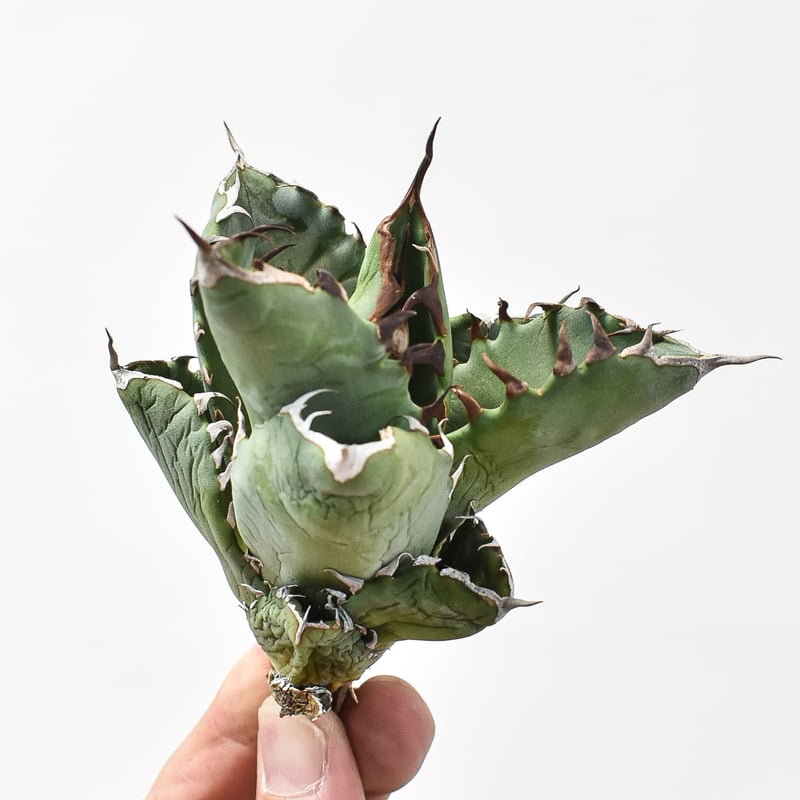 アガベ チタノタ 