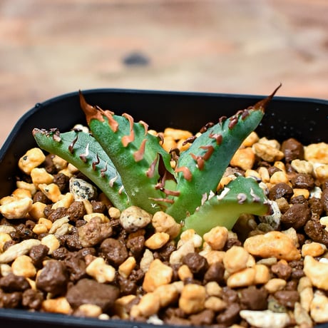 CATEGORY アガベ チタノタ クレイジー | RAFLUM / ラフラム｜東京