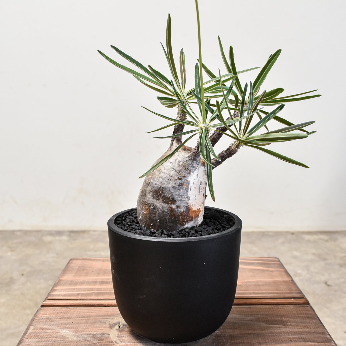 発根済み】パキポディウム グラキリス 幹幅 7cm パキポディウム