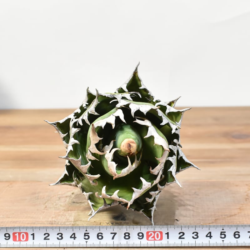 国内実生最高峰】アガベ チタノタ 赤猫 / レッドキャット【OSPセレクト