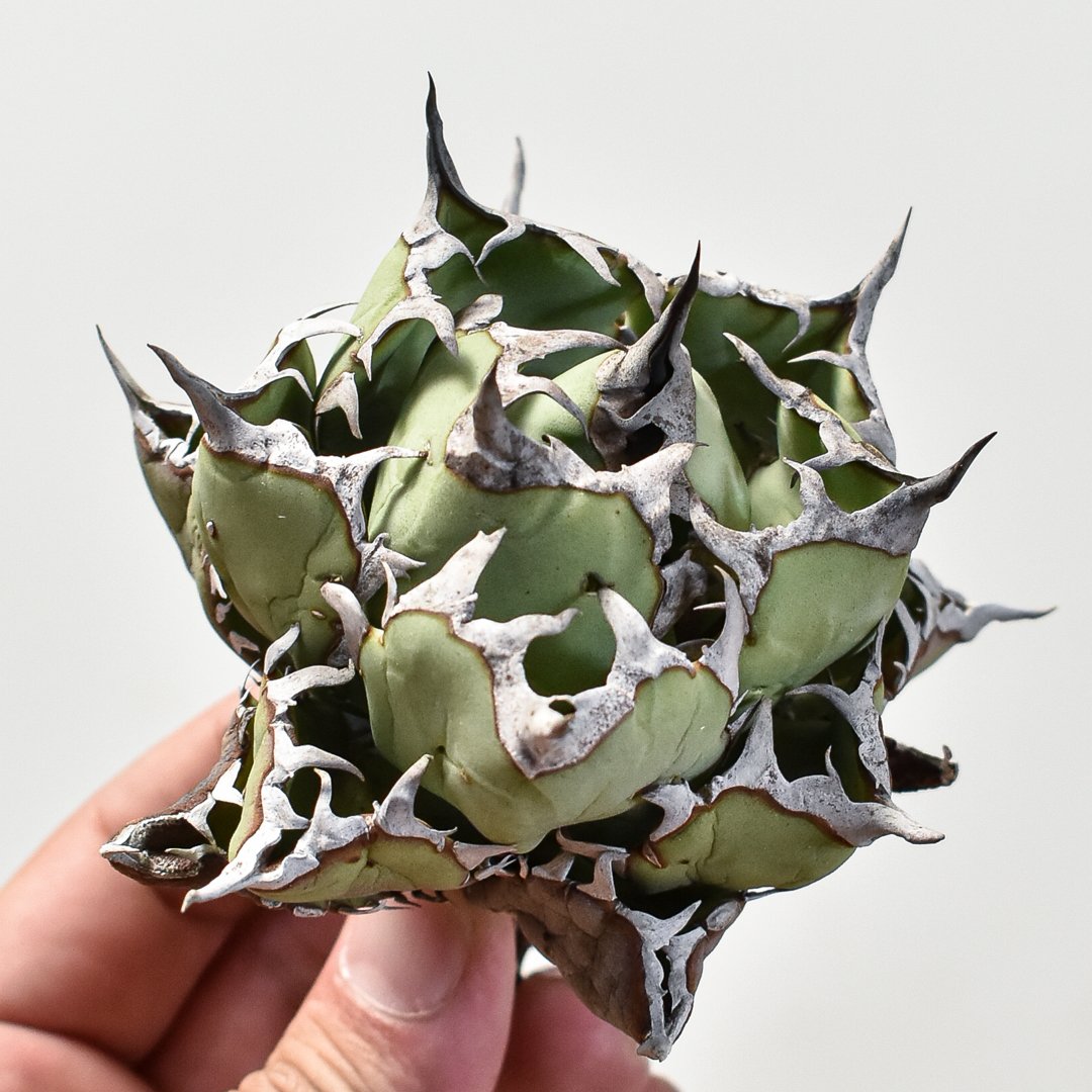 アガベ チタノタ　ブラックドラゴン　Black Dragon /虎鯨　鉢ごと発送 アガベ チタノタブラックドラゴンBlack Dragon /虎鯨鉢ごと発送