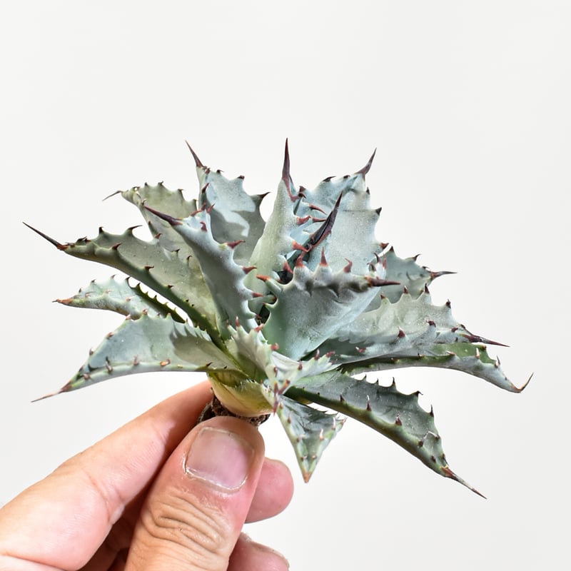 ボタニカルファーム　アガベ　ハイブリッド　妖蟹A型（甲蟹×ネバデンシス） ボタニカルファーム アガベ ハイブリッド 妖蟹A型（甲蟹