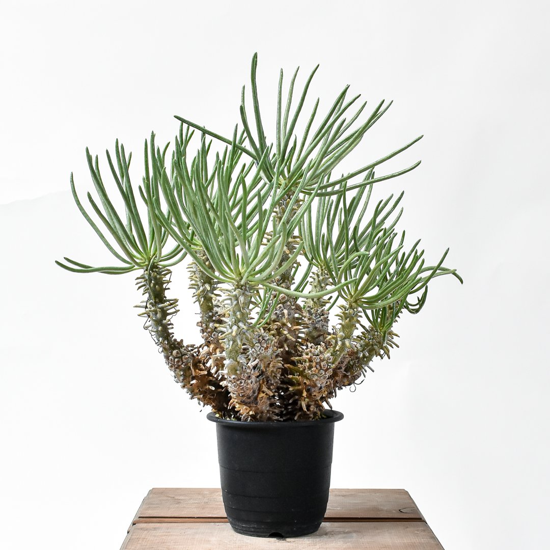 チレコドン ワリチー 