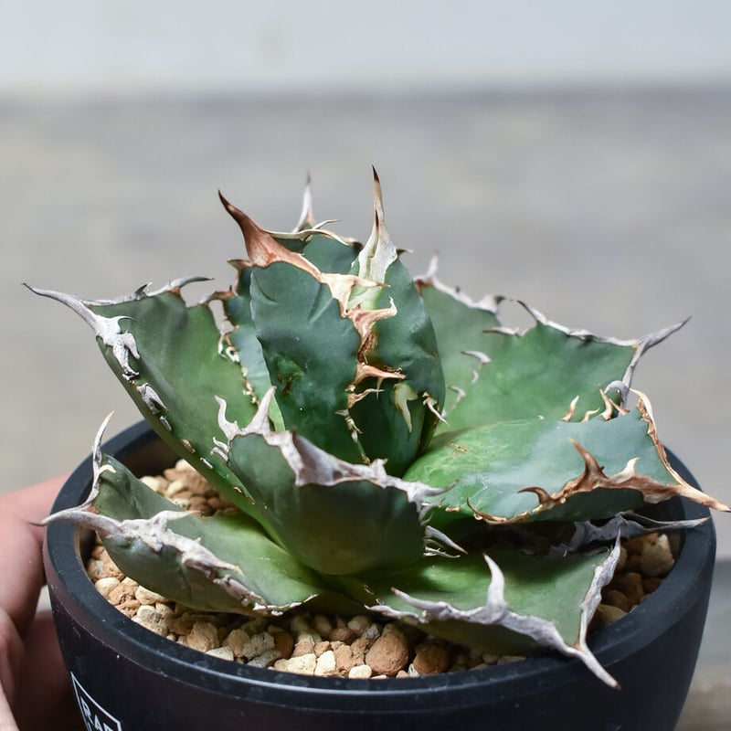 子株4株付き‼︎ アガベ チタノタ FO076 室内LED管理 agave titanota