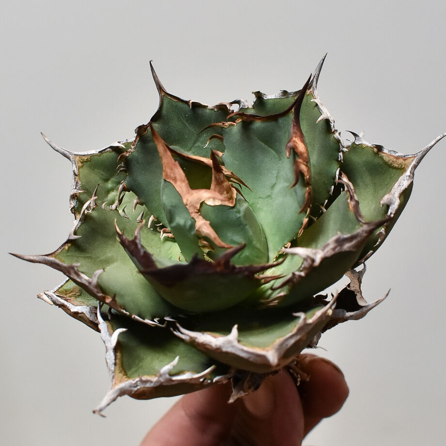 アガベ チタノタ FO-76 