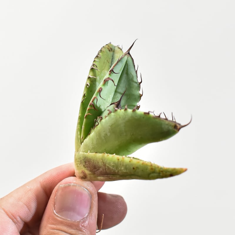 アガベ チタノタ 歐若拉 / 