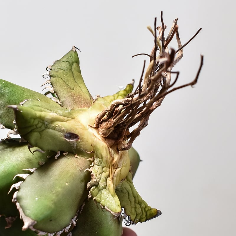 アガベ チタノタ レッドキャットウィーズル / 赤猫 , 紅猫【台湾産