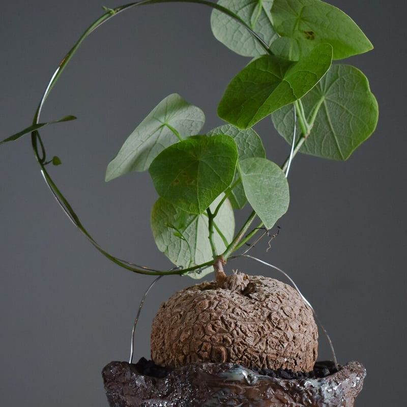 ステファニア スベローサ【人気急上昇！！希少なこんもり株を