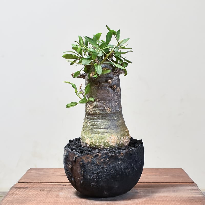 フォークイエリア コルムナリス 