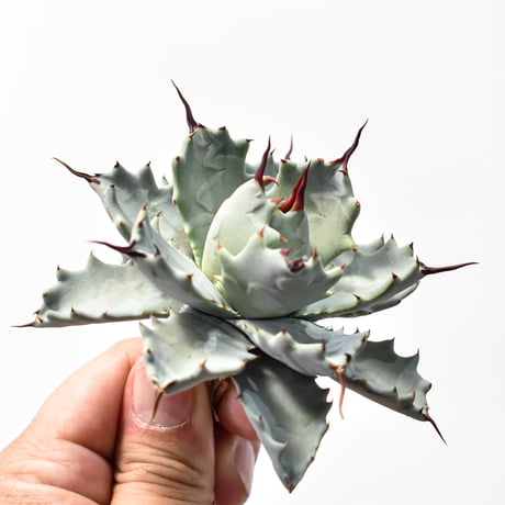 アガベ ハイブリット アメリカ白銀甲蟹(美系白銀)×象牙妖炎【台湾botanical_seeker産/選抜株】RF25011802