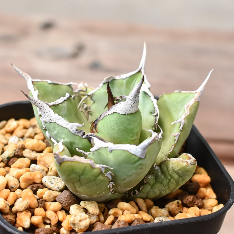 アガベ チタノタ 