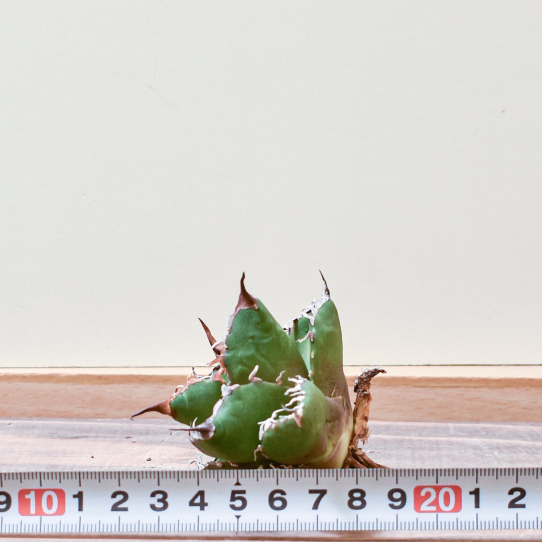 アガベ チタノタ ウルヴァリン / 金剛狼 【台湾 dragon agave産