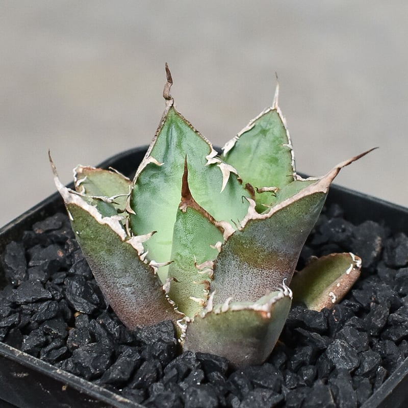 アガベ チタノタ 