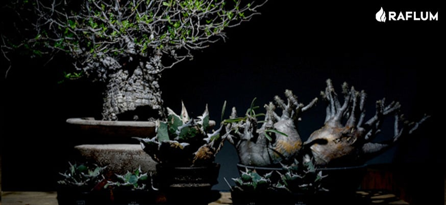 6月1日(土)20:00~】台湾dragon agaveが育成しナンバリングした選抜