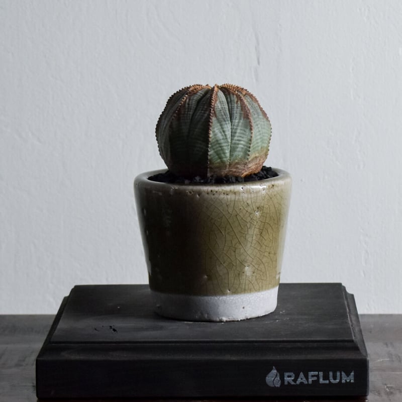 ユーフォルビア オベサ /オールド オベサ【根強い人気！！木質化の