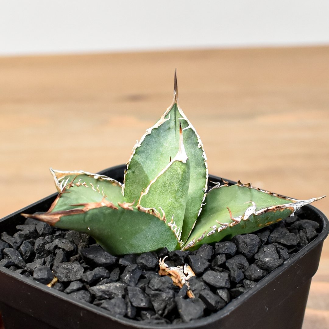 アガベ　ハデス　台湾産 アガベ チタノタ ハイブリッド 黑帝斯(ハデス)×姬嚴龍 【台湾 dragon