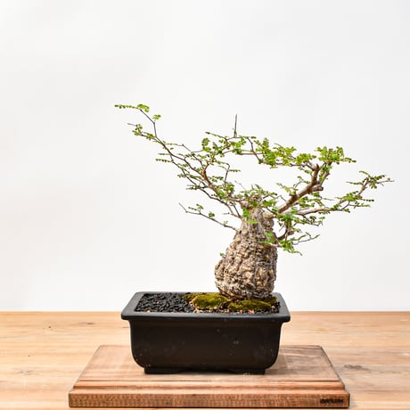 【“WACK” ON YOUR SIDE】オペルクリカリア パキプス WACK-A001