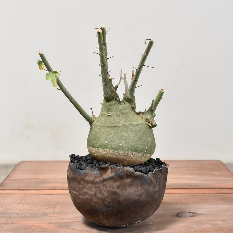 アデニア スピノーサ 【発根済み】HK2400022(T) | RAFLUM / ラフラム｜ 