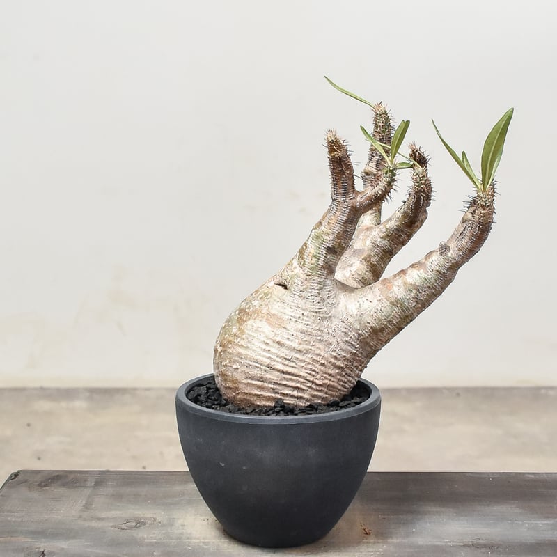 パキポディウム グラキリス (発根済み) RF231207 | RAFLUM / ラフラム｜