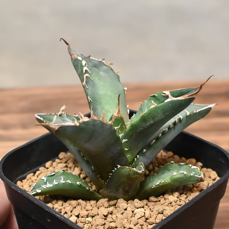 アガベ チタノタ ホワイトファイヤー 