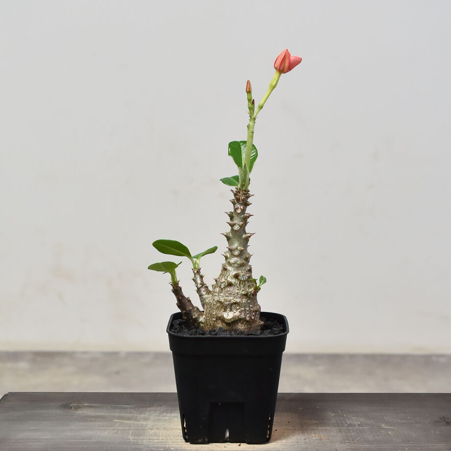 パキポディウム ウィンゾリー （実生）RF231541(T) | RAFLUM