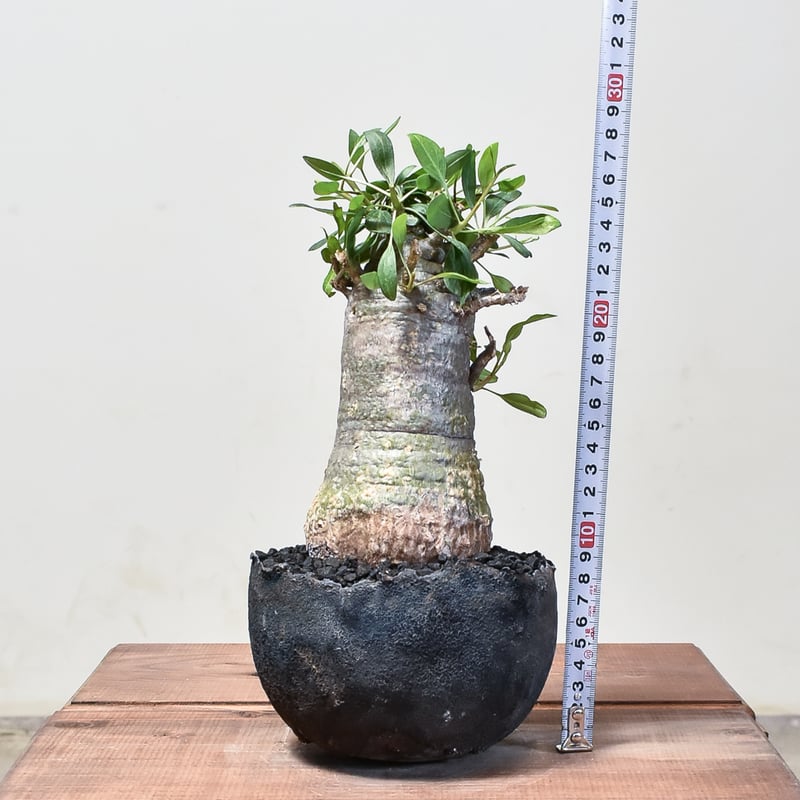 フォークイエリア コルムナリス 