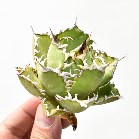 チタノタフィリグリー | STORES