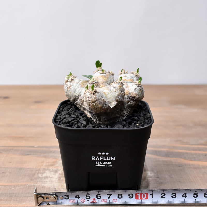 パキポディウム ブレビカウレ 