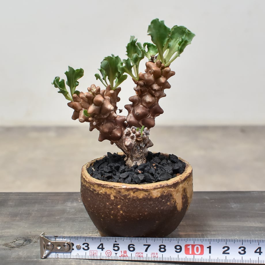 【お盆最終値下げ】ラディオニックペンデュラム　【イギリス直輸入、未使用貴重品】 オトンナ へレイ 