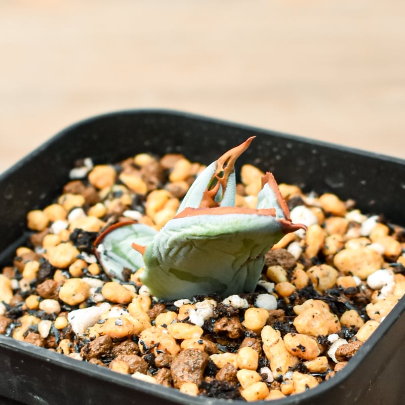 アガベ ハイブリット 