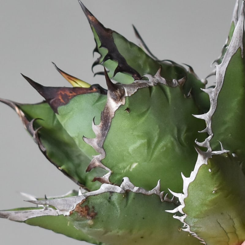 アガベ チタノタ ブラックファイヤー / ブラックフレイム /ブラック