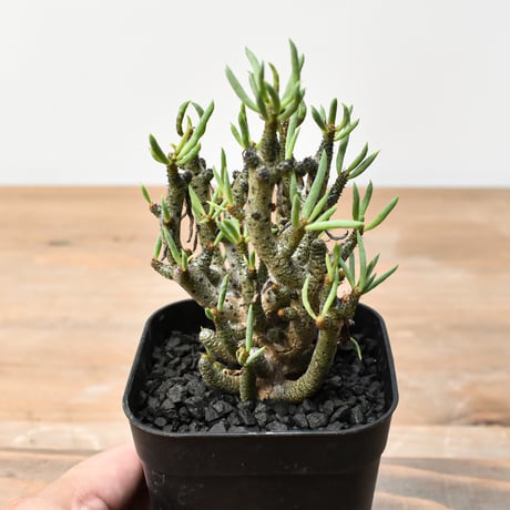 産地つき　レア)オトンナ　チレコドン　塊根色々8種1個ずつセット 私が買った冬型コーデックスおすすめ品種（オトンナ、チレコドン