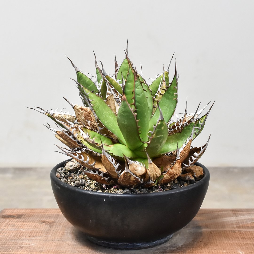 【超美株】【中株】 0609 アガベ ホリダ 発根済み RAFLUMコレクション】アガベ ホリダ 