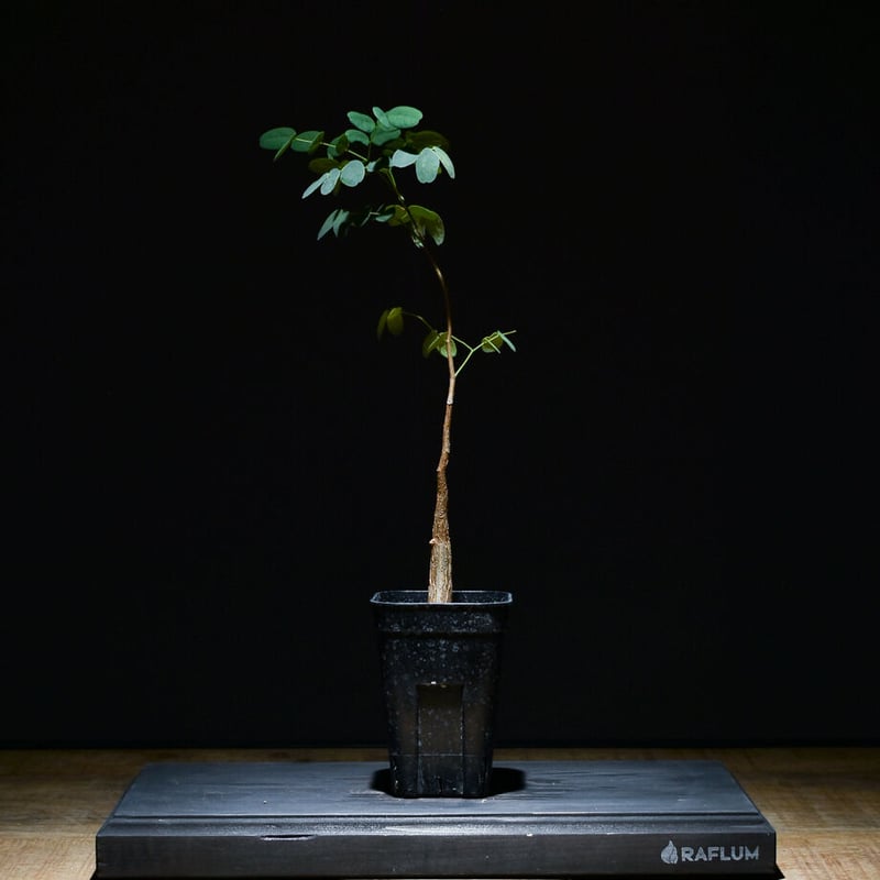 デロニクス プミラ（実生）RF22749 | RAFLUM / ラフラム｜東京、大阪の