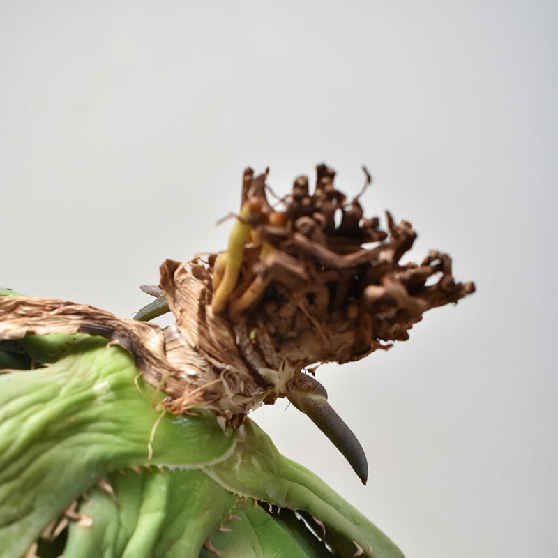 アガベ チタノタ オテロイ 