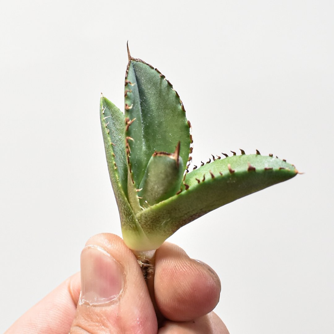 アガベ チタノタ Dennis040 キングアーサー同血統 ドラゴン