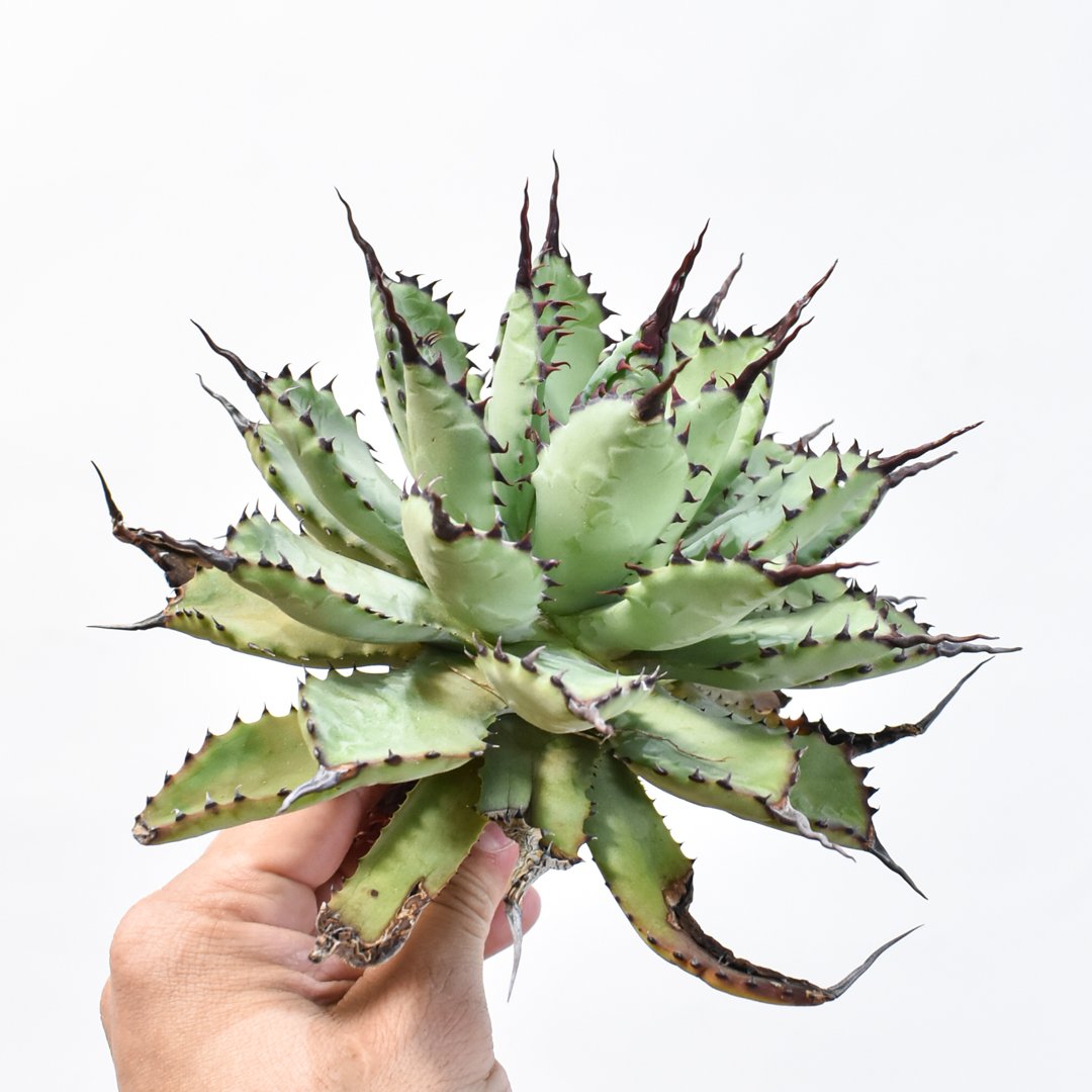 専用】アガベ 麻花 毒刺血統【ご予約済み】 アガベ